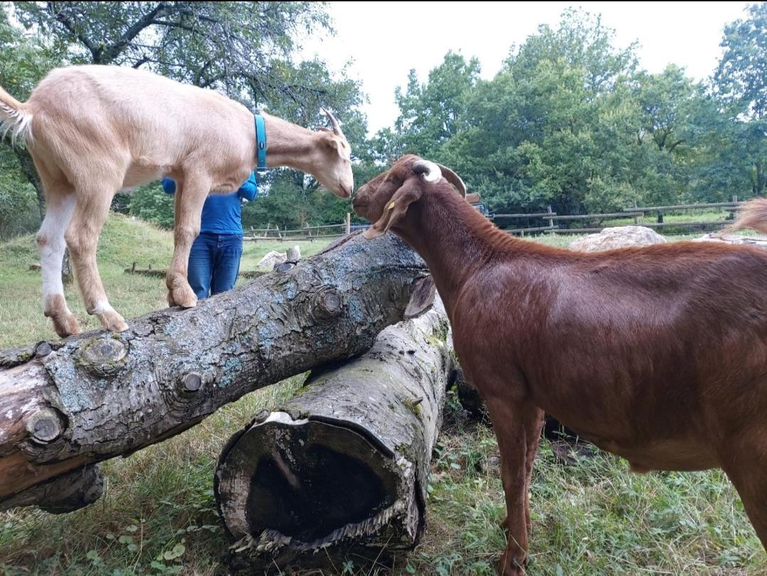 Sometimes Zimmer Gehaichnishof 7Born Maring-Noviand Exteriér fotografie